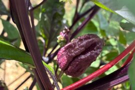 First year growing Purple Gator Jigsaw in a 20-gallon living soil pot.