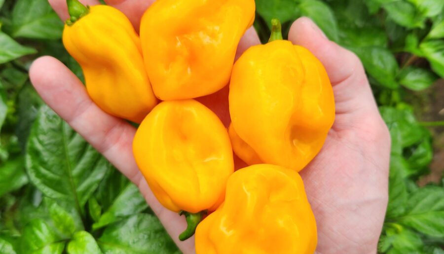 Big Sun Habaneros