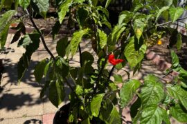 Pepper ID