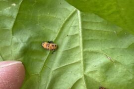 Can someone ID what these bugs are?