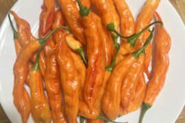 Aji Guyana Striped