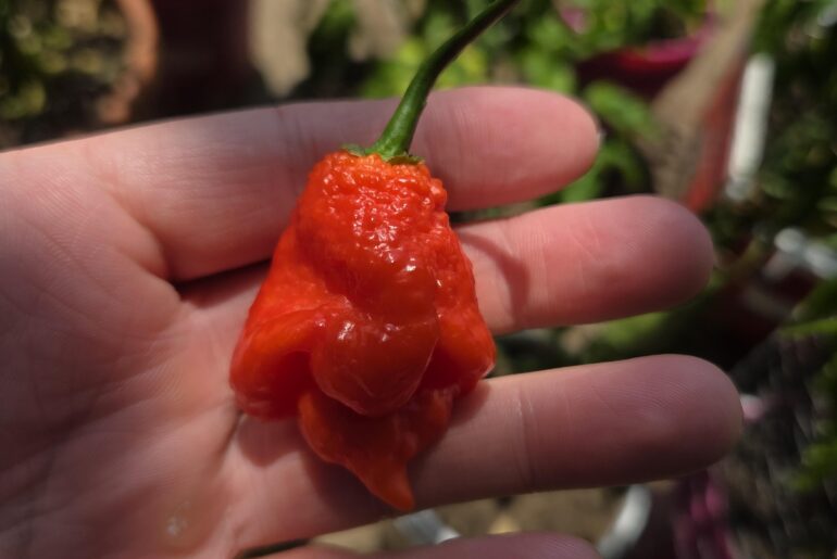 First ripened Tiberius Mauler. Wow