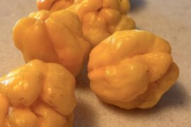 First pretty yellow bonnets of the season!
