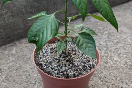 Normal growth progress? Blooming too early?