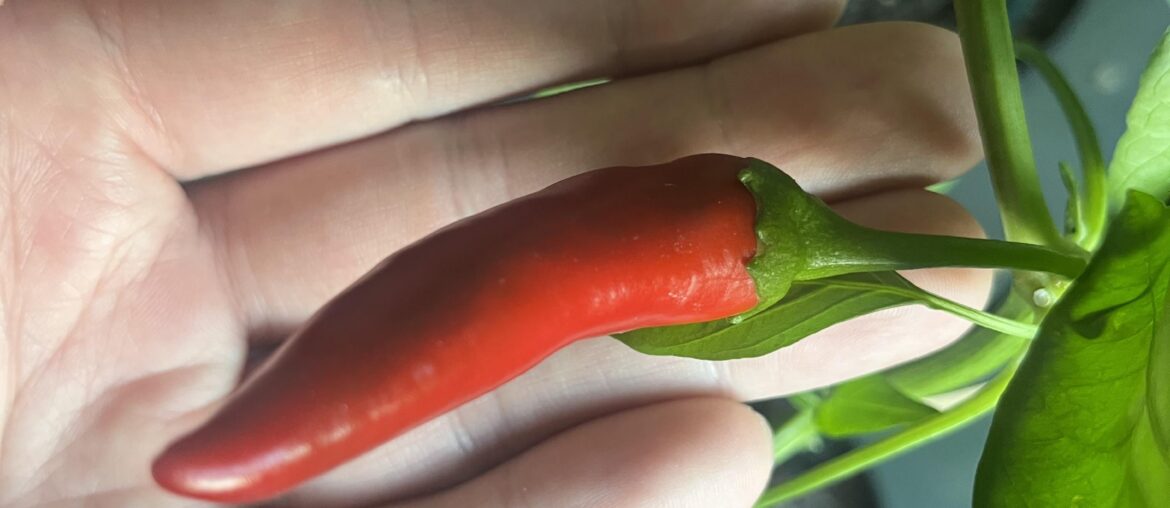 How will I know when my Cayenne is ready?