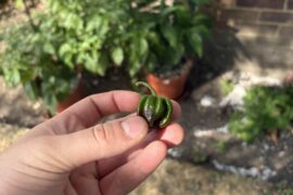 Is it common to get peppers dropping before fully ripe?