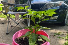 Ghost Pepper