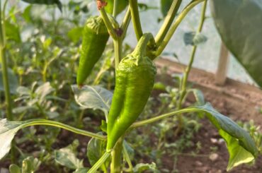 I got interesting mix of pepper families