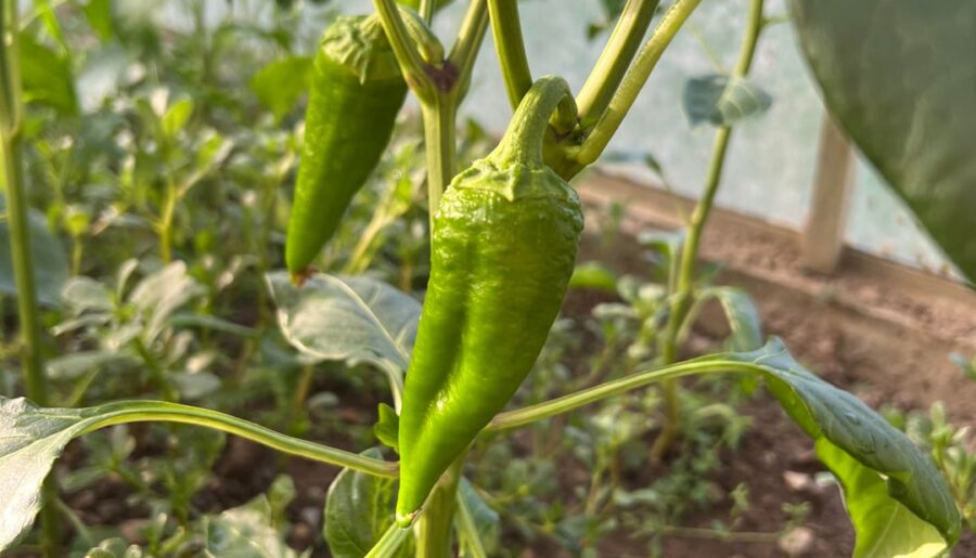 I got interesting mix of pepper families