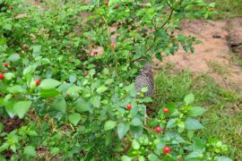 Chiltepins!