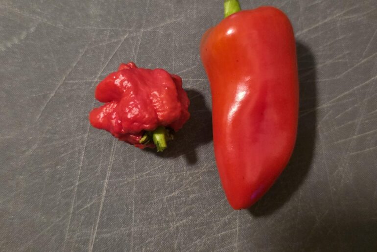 First Carolina reaper ever