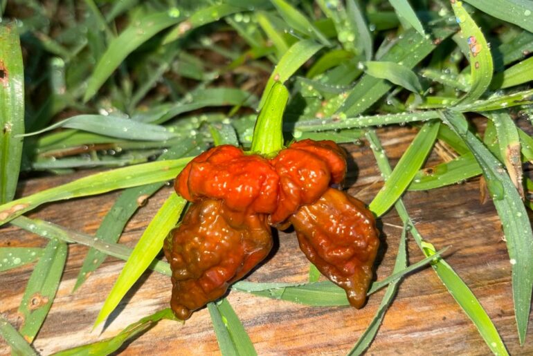 Some more surprise plants