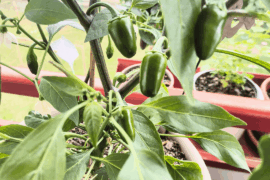 Numex Primavera?