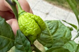 I have (I think) about 14 more that started fruiting now and a bunch of flowers that I'm hoping will fruit as well. I'm planning on making some hot sauce with them, so can anyone help with any recipe ideas that go well with a yellow reaper?