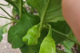 Aji Fantasy