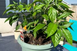 July 8th > July 18th (Ghost peppers)