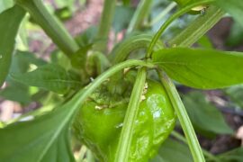 Nursery said they were scotch Bonnets, but you guys got me questioning now. Lay it on me guys.