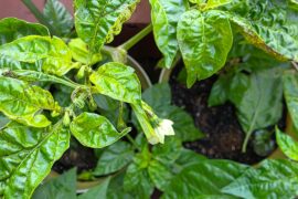 Need help - pepper stems and leaves turning black
