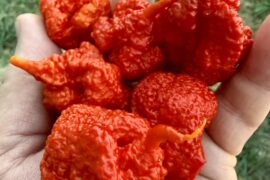 Beast Pepper - Ohio Peppers