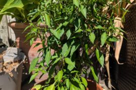 This is Cayenne right...?