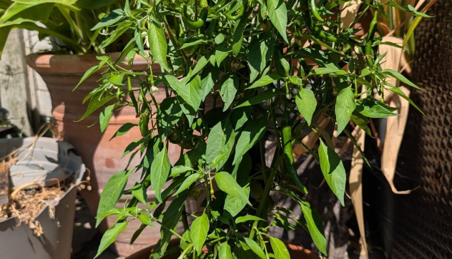 This is Cayenne right…?