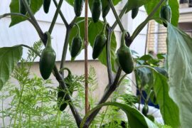 Peppahss