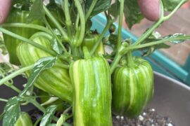 Fish pepper