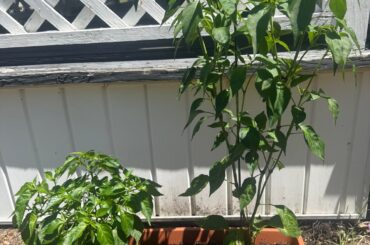 Hey guys, first time poster and first pepper plants here. Just a couple of questions