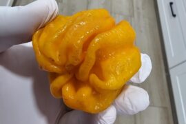 Buddy gifted me this unique pepper for seeds