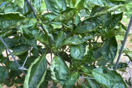 Curled and distorted leaves!