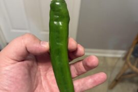 Anyone know what kind of pepper this is? Locally grown in Alabama