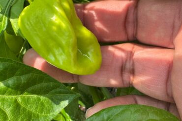 Unstable Carolina Reaper Seeds