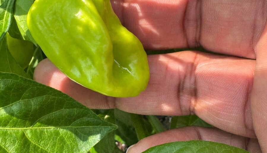 Unstable Carolina Reaper Seeds