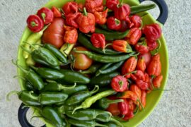 Salsa time!