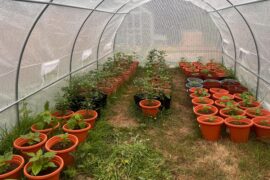 What do you guys think of my grow
