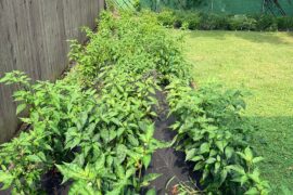 Fertilizer Day