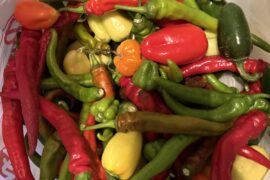 Peppers we got from friends