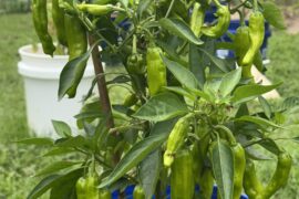 My Shishitos are greenish, when to harvest?