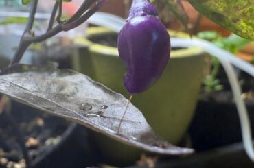 Black pearl?