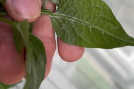 Mealy Bugs