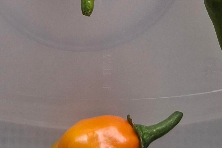 My first encounter with an Orange Habanero