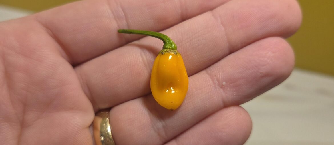 First Fatalii harvest of the year!