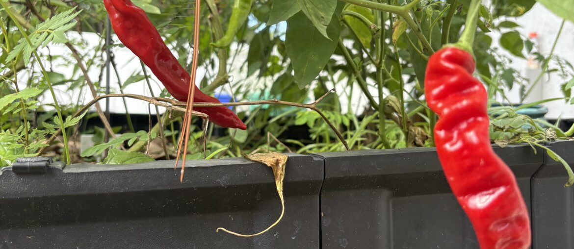 Need help identifying a pepper