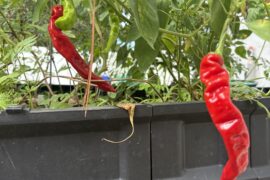 Need help identifying a pepper