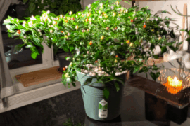 My first pepper plants. Habonero & Bolivian Rainbow. What to you guys think?