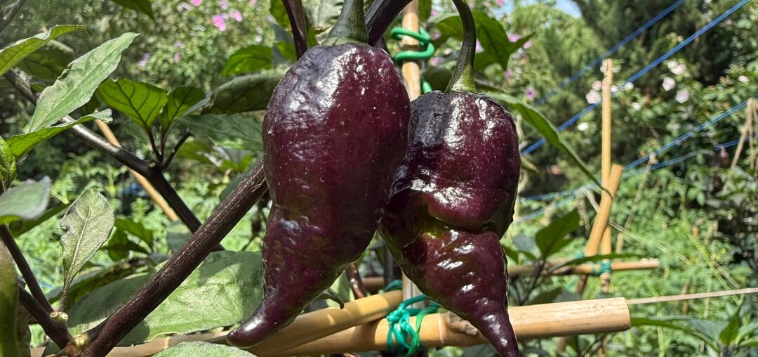 7’ purple peach ghost