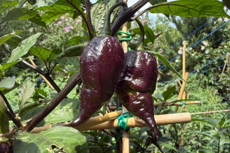 7’ purple peach ghost