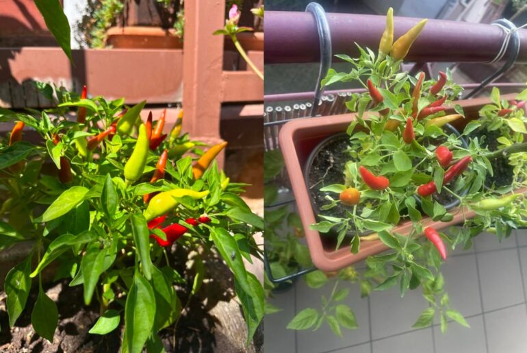 Can you help me identify these peppers?