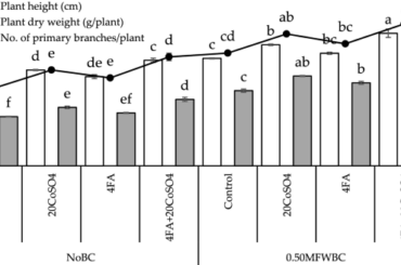 Mitigation of drought stress in chili plants (Capsicum annuum L.) using mango fruit waste biochar, fulvic acid and cobalt