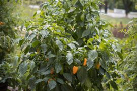 Grow abundant harvest of peppers this season
